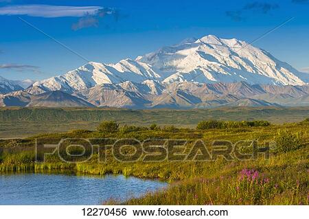 Stock Photograph - Scenic view of Mt. McKinley at Unit 14 with Reflection Pond in the foreground, Denali National Park, Interior Alaska, Summer. Fotosearch