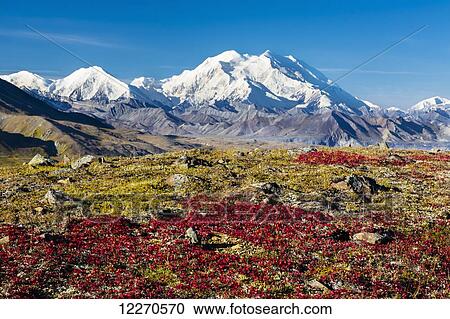 Stock Image - Scenic view of Mt. McKinley with red fall tundra in the foreground in Denali National Park, Interior Alaska, Fall, USA.. Fotosearch