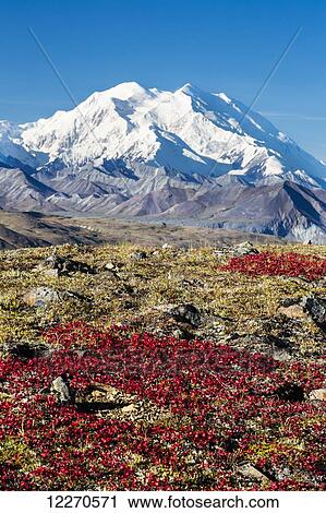 Scenic view of Mt. McKinley with red fall tundra in the foreground in Denali National Park, Interior Alaska, Fall, USA. View Large Photo Image Stock Image - Scenic view of Mt. McKinley with red fall tundra in the foreground in Denali National Park, Interior Alaska, Fall, USA.. Fotosearch