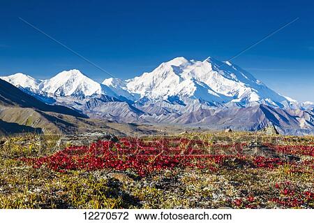 Stock Image - Scenic view of Mt. McKinley with red fall tundra in the foreground in Denali National Park, Interior Alaska, Fall, USA.. Fotosearch