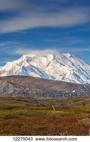 Scenic view of Mt. McKinley with colorful tundra in the foreground, Interior Alaska, Autumn View Large Photo Image Stock Image - Scenic view of Mt. McKinley with colorful tundra in the foreground, Interior Alaska, Autumn. Fotosearch