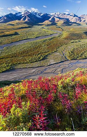 Stock Photo - Scenic view of Polychrome Pass with colorful fall colors in the foreground in Denali National Park, Interior Alaska, Fall, USA.. Fotosearch