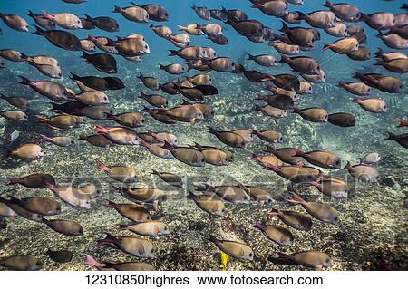 Stock Photograph - School of Brown Surgeofish (Acanthurus nigrofuscus) photographed while snorkeling the Kona coast; Kona, Island of Hawaii, Hawaii, United States of America. Fotosearch