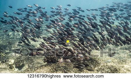Stock Photograph - School of mostly Brown Surgeonfish (Acanthurus nigrofuscus) photographed while snorkeling the Kona coast; Kona, Island of Hawaii, Hawaii, United States of America. Fotosearch