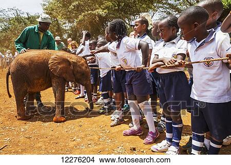 Picture - Schoolchildren watching an orphaned African elephant (Loxodonta africana) at the Sheldrick Elephant Orphanage; Nairobi, Kenya. Fotosearch