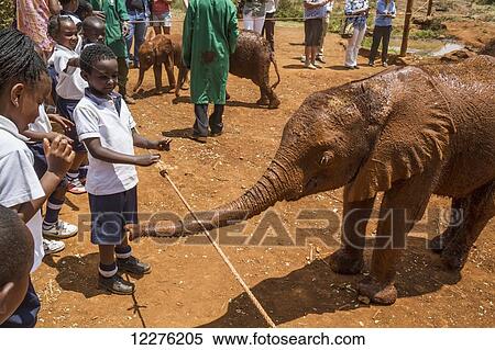 Stock Photography - Schoolchildren watching an orphaned African elephant (Loxodonta africana) at the Sheldrick Elephant Orphanage; Nairobi, Kenya. Fotosearch