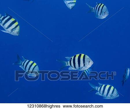Stock Photograph - Schooling Hawaiian Sargeant (Abudefduf abdominalis) off the Kona coast; Island of Hawaii, Hawaii, United States of America. Fotosearch