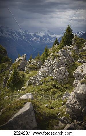 Schynige Platte mountain area; Wilderswil, Switzerland View Large Photo Image Stock Photo - Schynige Platte mountain area; Wilderswil, Switzerland. Fotosearch