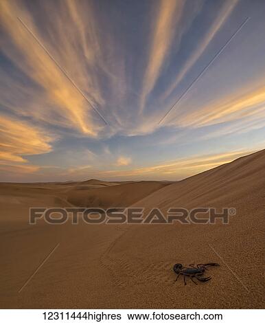 Stock Photograph - Scorpion walking through the desert; Swakopmund, Namibia. Fotosearch