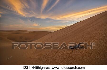 Stock Photograph - Scorpion walking through the desert; Swakopmund, Namibia. Fotosearch