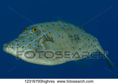 Stock Photograph - Scrawled Filefish (Aluterus scriptus) portrait taken while scuba diving the Kona coast; Kona, Island of Hawaii, Hawaii, United States of America. Fotosearch