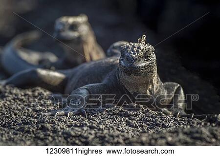 Sea Iguana (iguana iguana); Galapagos Islands, Ecuador View Large Photo Image Stock Photograph - Sea Iguana (iguana iguana); Galapagos Islands, Ecuador. Fotosearch