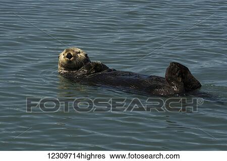 Stock Photograph - Sea Otter (Enhydra lutris), Lake Clark National Park; Alaska, United States of America. Fotosearch