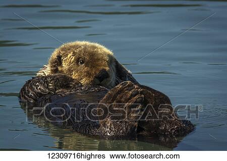 Stock Photograph - Sea Otter (Enhydra lutris), Lake Clark National Park; Alaska, United States of America. Fotosearch