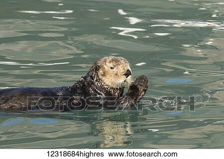 Stock Photograph - Sea Otter (Enhydra lutris), Seward small boat harbor, South-central Alaska; Seward, Alaska, United States of America. Fotosearch
