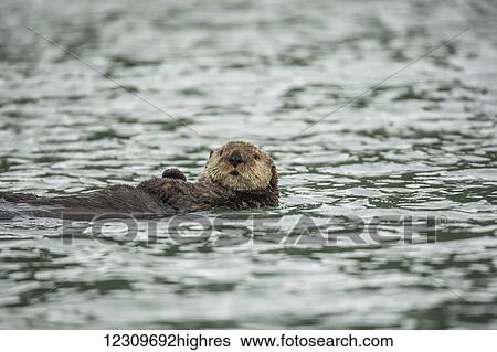 Stock Photograph - Sea Otter (Enhydra lutris), Geographical Bay; Alaska, United States of America. Fotosearch