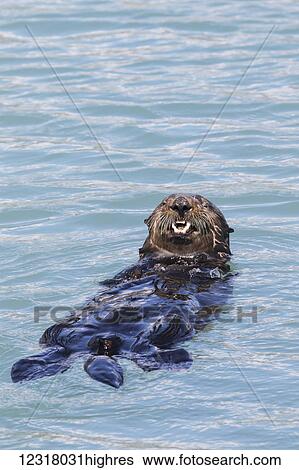 Stock Photograph - Sea Otter (Enhydra lutris) swims in the small boat harbor; Seward, Alaska, United States of America. Fotosearch