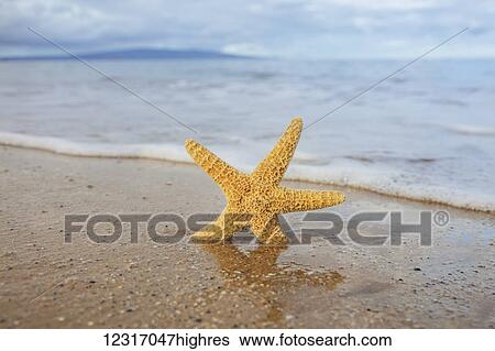 Stock Photograph - Sea Star On Beach; Maui, Hawaii, United States of America. Fotosearch