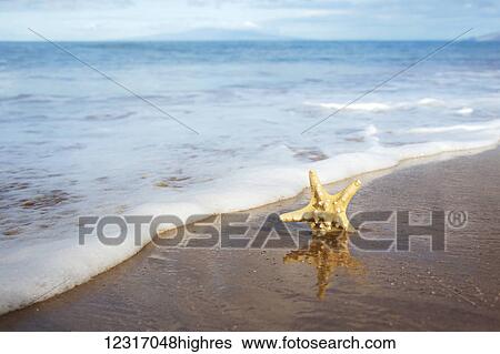 Stock Photograph - Sea Star On Beach; Maui, Hawaii, United States of America. Fotosearch