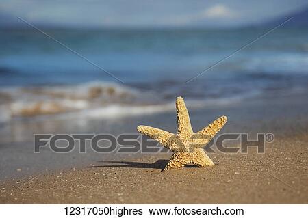Stock Photograph - Sea Star On Beach; Maui, Hawaii, United States of America. Fotosearch