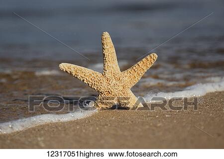Stock Photograph - Sea Star On Beach; Maui, Hawaii, United States of America. Fotosearch