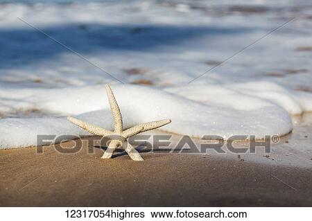 Sea Star On Beach; Maui, Hawaii, United States of America View Large Photo Image Stock Photograph - Sea Star On Beach; Maui, Hawaii, United States of America. Fotosearch