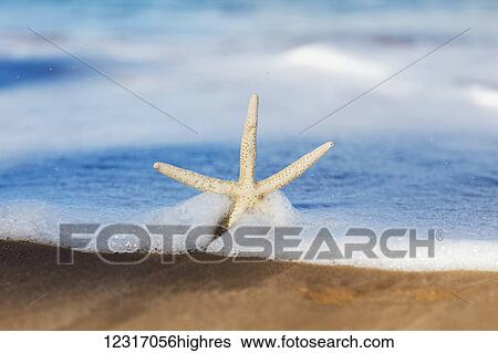 Sea Star On Beach; Maui, Hawaii, United States of America View Large Photo Image Stock Photograph - Sea Star On Beach; Maui, Hawaii, United States of America. Fotosearch