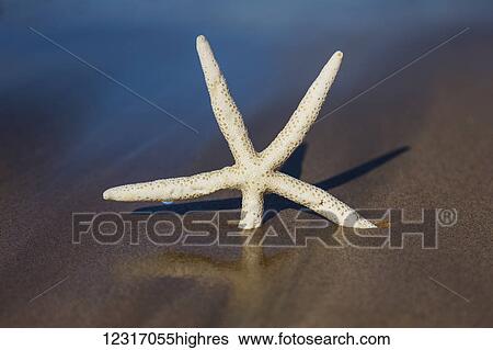 Stock Photograph - Sea Star On Beach With Reflection; Maui, Hawaii, United States of America. Fotosearch