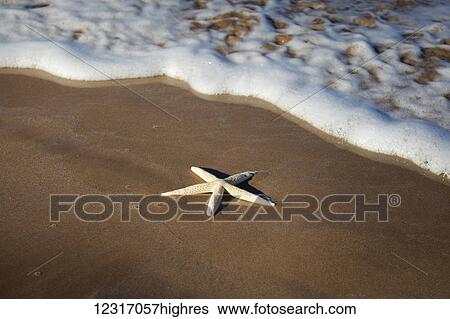 Sea Star Washes Ashore On A Beach; Maui, Hawaii, United States of America View Large Photo Image Stock Photograph - Sea Star Washes Ashore On A Beach; Maui, Hawaii, United States of America. Fotosearch