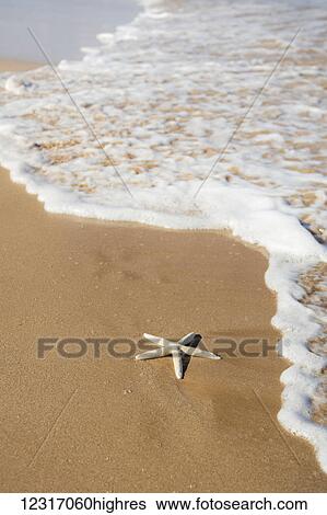 Stock Photograph - Sea Star Washes Ashore On Beach; Maui, Hawaii, United States of America. Fotosearch