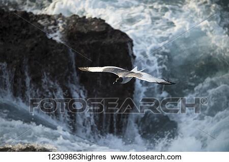 Seagull in flight with powerful rushing water against rocks in the background; Galapagos Islands, Ecuador View Large Photo Image Stock Photograph - Seagull in flight with powerful rushing water against rocks in the background; Galapagos Islands, Ecuador. Fotosearch