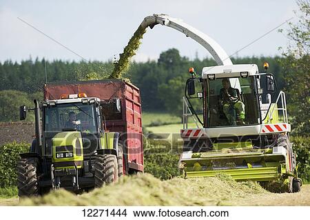 Self propelled forager chopping grass and loading trailers for silage to be used as winter livestock feed; Cumbria, England View Large Photo Image Picture - Self propelled forager chopping grass and loading trailers for silage to be used as winter livestock feed; Cumbria, England. Fotosearch