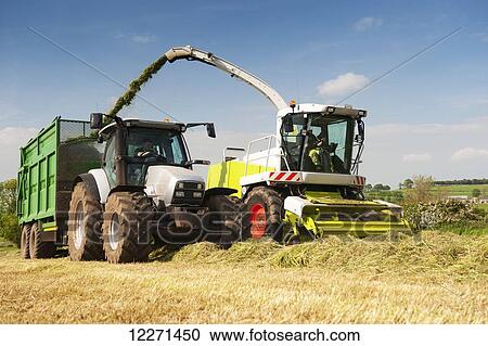 Stock Image - Self propelled forager chopping grass and loading trailers for silage to be used as winter livestock feed; Cumbria, England. Fotosearch