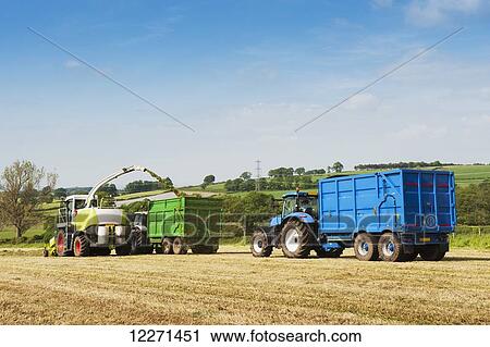 Self propelled forager chopping grass and loading trailers for silage to be used as winter livestock feed; Cumbria, England View Large Photo Image Stock Image - Self propelled forager chopping grass and loading trailers for silage to be used as winter livestock feed; Cumbria, England. Fotosearch