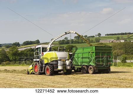 Self propelled forager chopping grass and loading trailers for silage to be used as winter livestock feed; Cumbria, England View Large Photo Image Stock Image - Self propelled forager chopping grass and loading trailers for silage to be used as winter livestock feed; Cumbria, England. Fotosearch