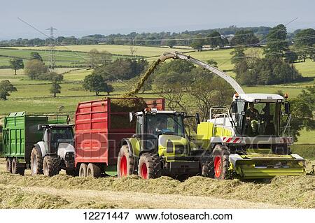 Stock Photo - Self propelled forager chopping grass and loading trailers for silage to be used as winter livestock feed; Cumbria, England. Fotosearch