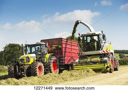 Self propelled forager chopping grass and loading trailers for silage to be used as winter livestock feed; Cumbria, England View Large Photo Image Stock Photo - Self propelled forager chopping grass and loading trailers for silage to be used as winter livestock feed; Cumbria, England. Fotosearch