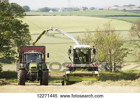 Stock Photography - Self propelled forager chopping grass and loading trailers for silage to be used as winter livestock feed; Cumbria, England. Fotosearch