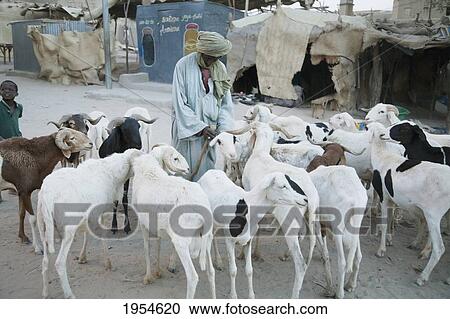 Seller of goats at Grand Marche (Market), Timbuktu, Mali View Large Photo Image Stock Image - Seller of goats at Grand Marche (Market), Timbuktu, Mali. Fotosearch