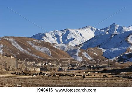 Stock Photograph - Sheep Grazing In The Shahidan Valley, Bamian Province, Afghanistan. Fotosearch