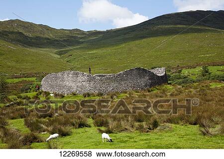 Stock Photo - Sheep grazing on lush grass with Stage Fort and a hilly landscape, near Castlecove; County Kerry, Ireland. Fotosearch