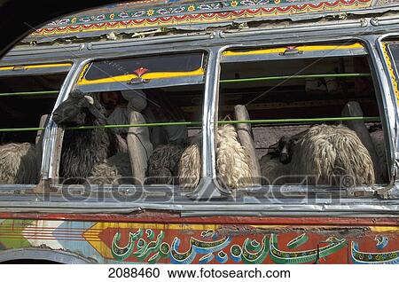 Sheep On A Painted And Decorated Pakistani Bus Travelling In The Khyber Pass, Federally Administered Tribal Areas, Pakistan View Large Photo Image Stock Image - Sheep On A Painted And Decorated Pakistani Bus Travelling In The Khyber Pass, Federally Administered Tribal Areas, Pakistan. Fotosearch