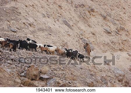 Shepherd And His Flock Of Sheep On A Path By The Pai Mori Gorge, Bamian Province, Afghanistan View Large Photo Image Stock Image - Shepherd And His Flock Of Sheep On A Path By The Pai Mori Gorge, Bamian Province, Afghanistan. Fotosearch