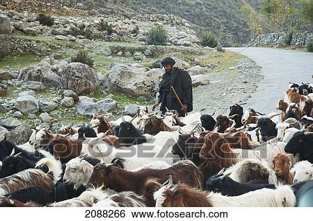 Stock Photograph - Shepherd And His Goats On The Karakoram Highway Near Chilas, Northern Areas, Pakistan. Fotosearch