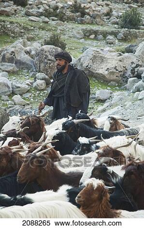 Stock Photography - Shepherd And His Goats On The Karakoram Highway Near Chilas, Northern Areas, Pakistan. Fotosearch