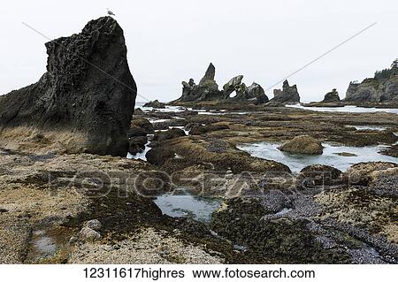 Shi Shi Beach, Olympic National Park; Washington, United States of America View Large Photo Image Stock Photograph - Shi Shi Beach, Olympic National Park; Washington, United States of America. Fotosearch