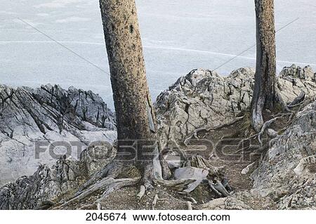 Shoreline And Tree Trunks Along Medicine Lake, Banff National Park, Alberta Canada. View Large Photo Image Picture - Shoreline And Tree Trunks Along Medicine Lake, Banff National Park, Alberta Canada.. Fotosearch