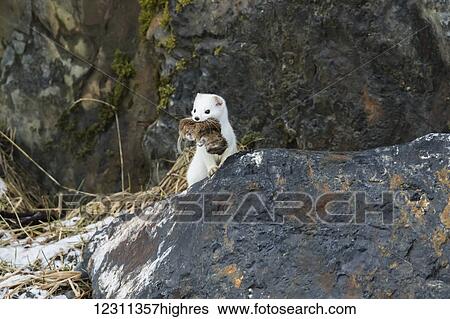 Stock Photograph - Short-tailed weasel (Mustela erminea) with fresh kill in it's mouth, Portage Valley, South-central Alaska; Alaska, United States of America. Fotosearch