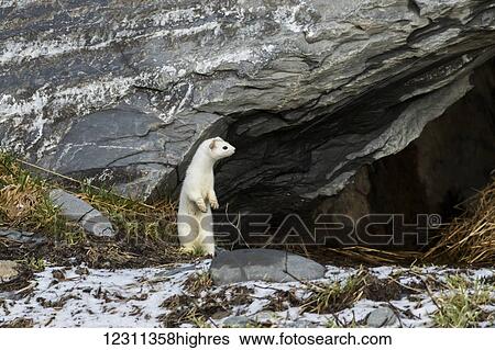 Stock Photograph - Short-tailed weasel (Mustela erminea) standing alert, Portage Valley, South-central Alaska; Alaska, United States of America. Fotosearch