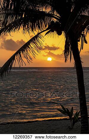 Silhouette of a coconut tree along the shoreline with an orange sun and clouds in the sky at sunrise; Akumal, Quintana Roo, Mexico View Large Photo Image Stock Photo - Silhouette of a coconut tree along the shoreline with an orange sun and clouds in the sky at sunrise; Akumal, Quintana Roo, Mexico. Fotosearch